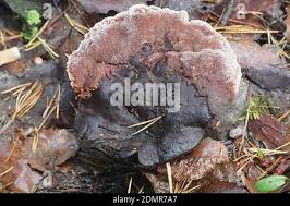 Attēlu rezultāti vaicājumam “Hydnellum ferrugineum”