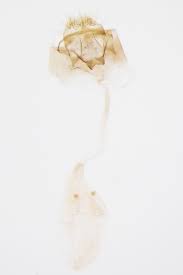 Attēlu rezultāti vaicājumam “Parornix anglicella”