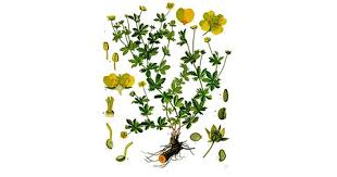 Image result for Potentilla tormentilla