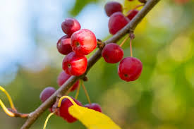 Attēlu rezultāti vaicājumam “Malus baccata fruit”