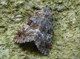 Attēlu rezultāti vaicājumam “Protodeltote pygarga”