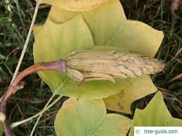 Attēlu rezultāti vaicājumam “Liriodendron tulipifera fruit”