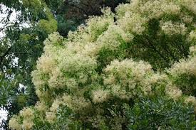Attēlu rezultāti vaicājumam “Fraxinus excelsior flower”