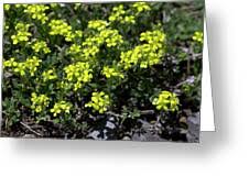 Image result for Alyssum diffusum
