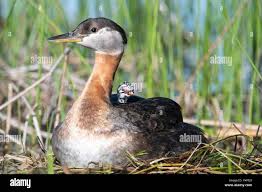Attēlu rezultāti vaicājumam “Podiceps grisegena”