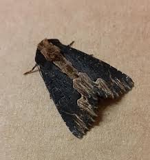 Attēlu rezultāti vaicājumam “Dypterygia scabriuscula”