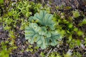 Attēlu rezultāti vaicājumam “Riccia glauca”