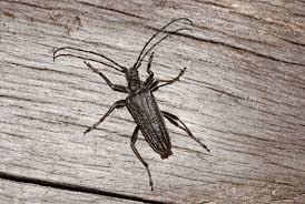 Attēlu rezultāti vaicājumam “Oxymirus cursor”