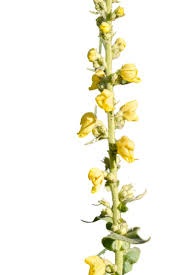 Attēlu rezultāti vaicājumam “Verbascum thapsus bud”