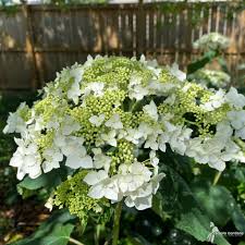Attēlu rezultāti vaicājumam “Hydrangea arborescens subsp. discolor”