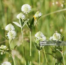 Attēlu rezultāti vaicājumam “Trifolium montanum leaf”
