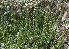 Attēlu rezultāti vaicājumam “Homomallium incurvatum sporophyte”