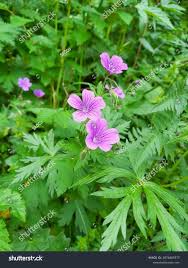 Attēlu rezultāti vaicājumam “Geranium sylvaticum”