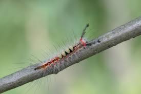 Attēlu rezultāti vaicājumam “Orgyia antiqua imago”