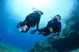 Image result for Canary Divers