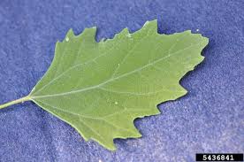 Attēlu rezultāti vaicājumam “Chenopodium album leaf”