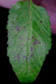 Attēlu rezultāti vaicājumam “Uromyces dactylidis”