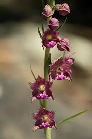 Attēlu rezultāti vaicājumam “Epipactis atrorubens flower”