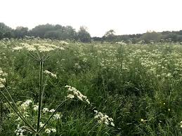 Image result for Heracleum sphondylium