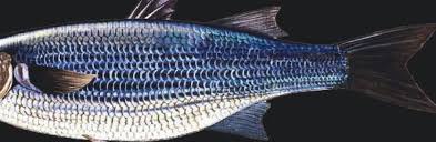 Image result for Chelon labrosus