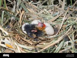 Attēlu rezultāti vaicājumam “Fulica atra nest”