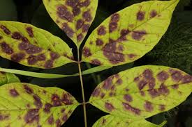 Attēlu rezultāti vaicājumam “Cystocoleus ebeneus”