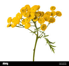 Attēlu rezultāti vaicājumam “Tanacetum vulgare flower”