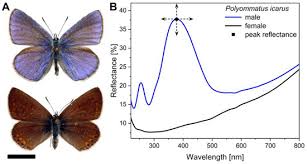 Attēlu rezultāti vaicājumam “Polyommatus icarus male”