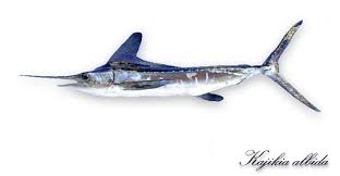 Image result for Kajikia albida