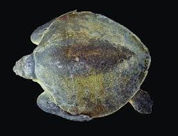 Image result for Lepidochelys kempii