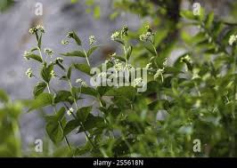 Attēlu rezultāti vaicājumam “Vincetoxicum hirundinaria fruit”