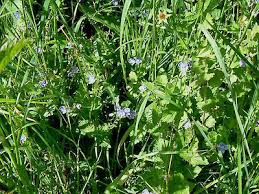 Attēlu rezultāti vaicājumam “Veronica chamaedrys leaf”