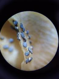 Attēlu rezultāti vaicājumam “Diderma ochraceum”