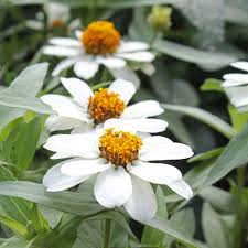 Image result for Zinnia violacea