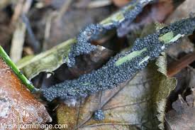 Attēlu rezultāti vaicājumam “Didymium xanthopus spores”