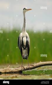 Attēlu rezultāti vaicājumam “Ardea cinerea adult”