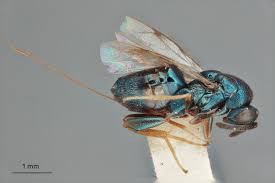 Attēlu rezultāti vaicājumam “Torymidae”