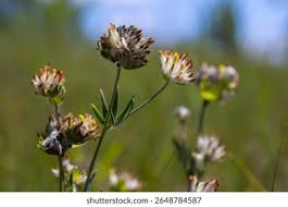 Attēlu rezultāti vaicājumam “Anthyllis maritima”