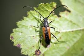 Attēlu rezultāti vaicājumam “Stenurella melanura”