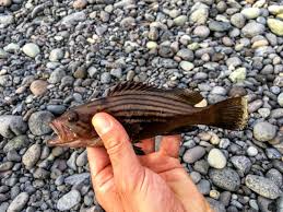 Image result for Mycteroperca rubra