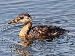 Image result for Podiceps grisegena