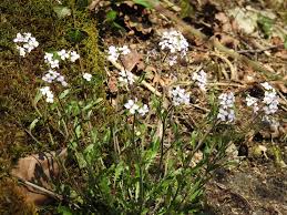 Attēlu rezultāti vaicājumam “Cardaminopsis arenosa bud”