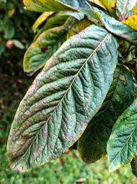 Attēlu rezultāti vaicājumam “Mespilus germanica leaf”