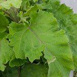 Attēlu rezultāti vaicājumam “Arctium tomentosum leaf”