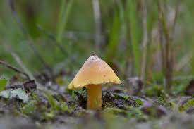 Attēlu rezultāti vaicājumam “Hygrocybe acutoconica”
