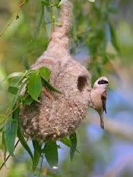 Attēlu rezultāti vaicājumam “Remiz pendulinus nest”