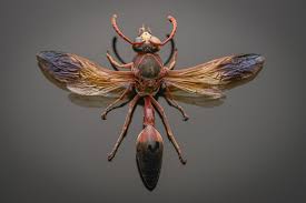 Attēlu rezultāti vaicājumam “Dianema nivale macro”