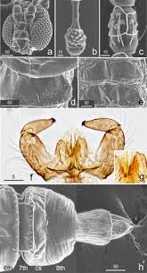 Attēlu rezultāti vaicājumam “Cystiphora sanguinea”