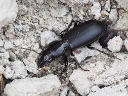 Attēlu rezultāti vaicājumam “Broscus cephalotes”