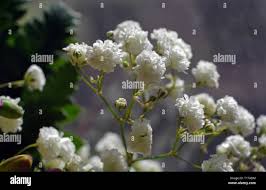 Attēlu rezultāti vaicājumam “Gypsophila paniculata bud”